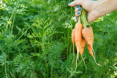 Сезонность полива моркови